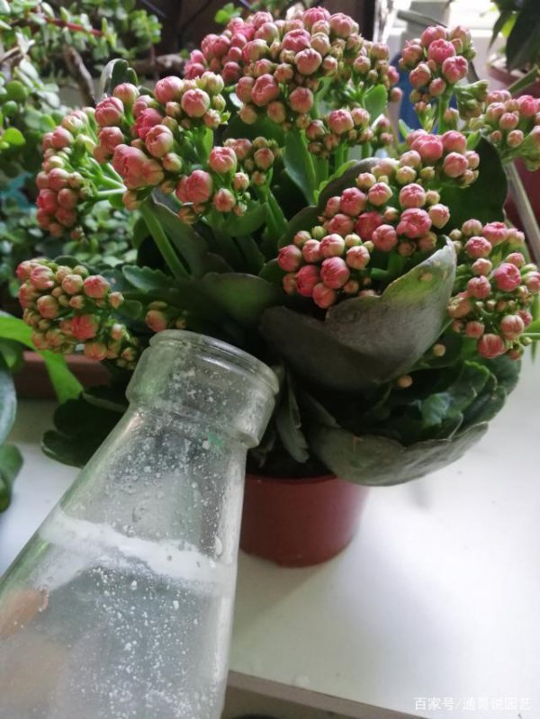 长寿花多少天浇一次水为宜