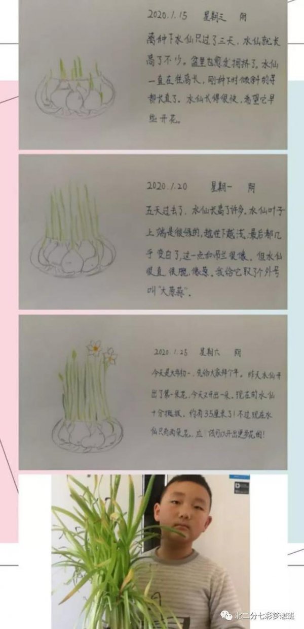 水仙花什么时候种植最好