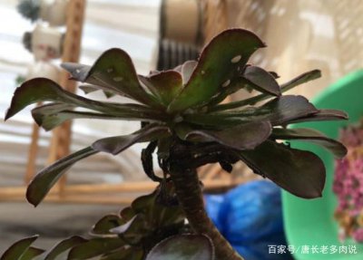 黑法师生了好多白色的东西怎么回事
