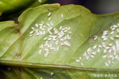 非洲茉莉枝叶有白色虫子怎么办 如何处理非洲茉莉的白色虫害？