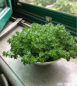 黄金万年草变绿原因 黄金万年草的叶子为何变绿？