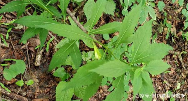 荒山种植什么药材好