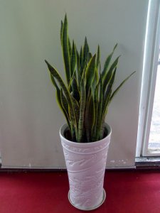 虎尾兰养殖方法和注意事项有哪些 虎尾兰种植要点及注意事项