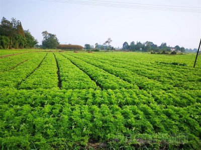 四川种植什么药材最好 四川最适合种植哪些药材