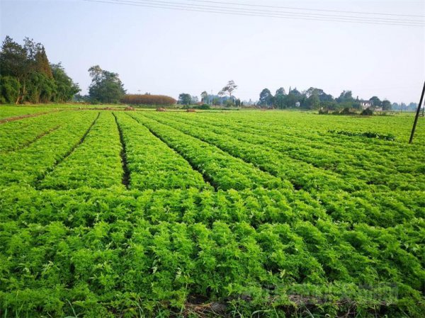 四川种植什么药材最好