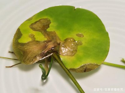 荷花干叶是怎么回事 荷花叶片为何干枯？
