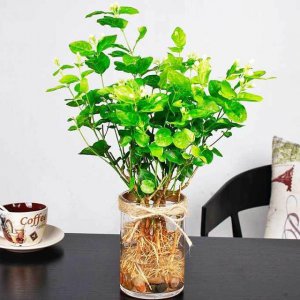 茉莉花喜欢水吗 茉莉花是否喜欢水？