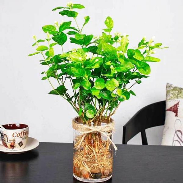 茉莉花喜欢水吗