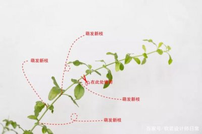 蓝雪花修剪时间和方法 蓝雪花修剪技巧和时机