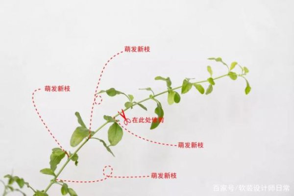 蓝雪花修剪时间和方法