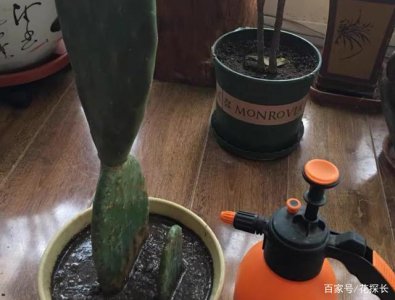 淘米水可以浇仙人掌吗 淘米水适合给仙人掌浇水吗？