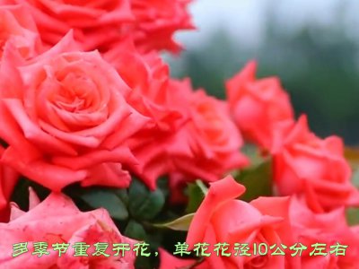 影星月季的优缺点 影星月季的优劣势
