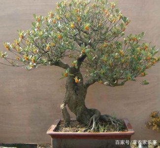 栀子花用高盆还是矮盆 栀子花适合种植在哪种类型的花盆？