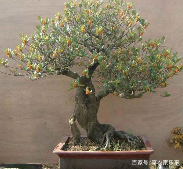 栀子花用高盆还是矮盆