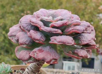心之月多肉怎么养才又肥又胖 心之月多肉如何养护才能长得又肥又胖？