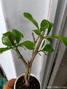 栀子花什么时候能插活 栀子花何时能够生根？