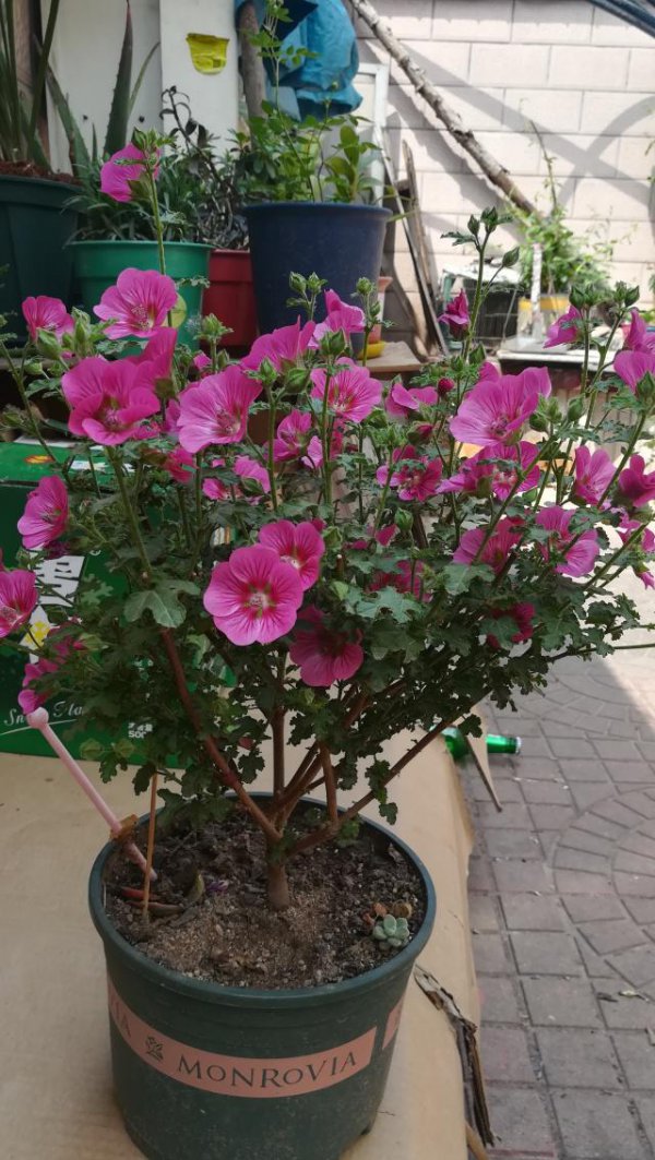 木槿花用多大盆养