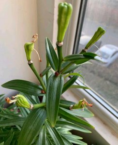 种植的百合开花后该怎么做 百合花开后的处理方式