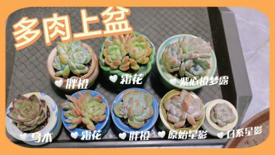 霜花多肉怎么养护 多肉植物怎样养护霜花品种