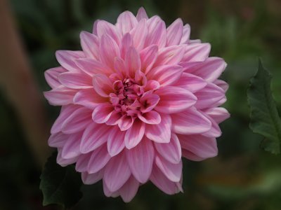 大丽花喜阳还是喜阴 大丽花是喜欢在阳光下还是阴凉环境？