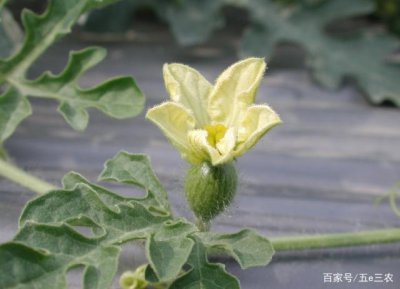 西瓜增甜的方法 如何让西瓜更甜
提高西瓜甜度的技巧