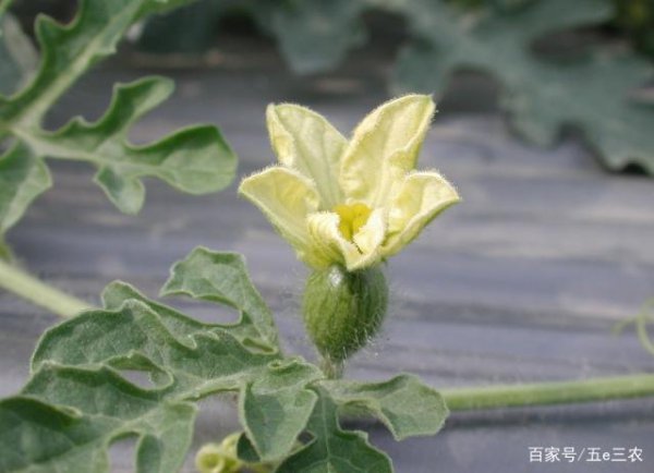 西瓜增甜的方法