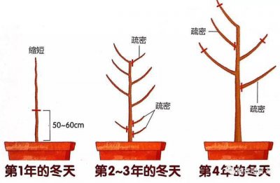 小李子树怎么剪枝 如何对小李子树进行修剪？