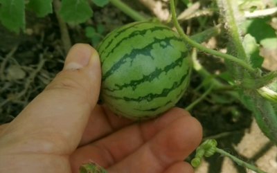 西瓜几年结果实 西瓜多少年结果实