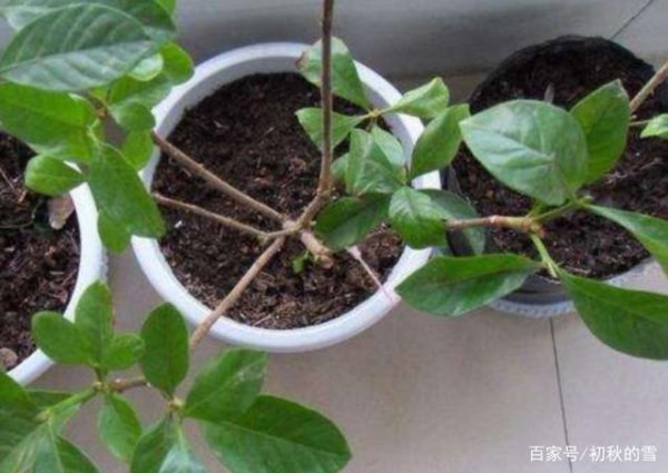 栀子花换盆时间和方法