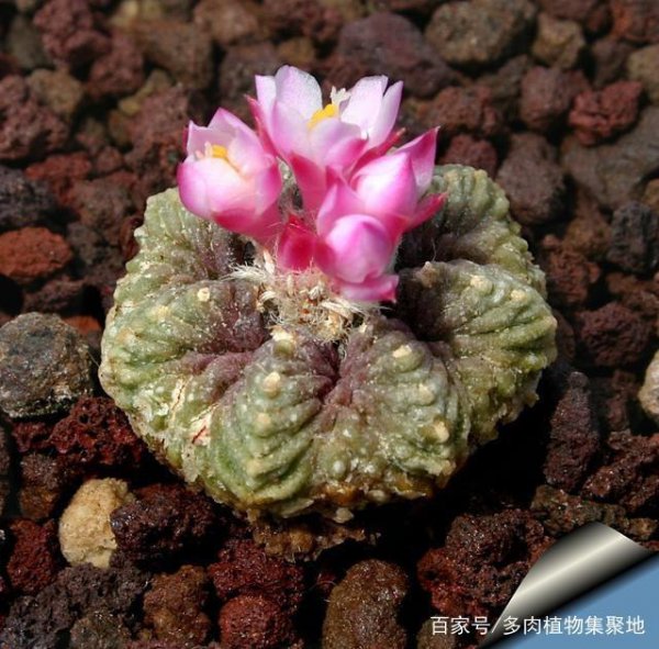 名贵的多肉植物有哪些