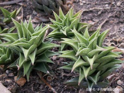 硬叶林代表植物 硬叶植物的森林