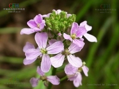 十字花科代表植物 十字花科植物代表