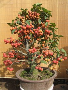 苹果亚科代表植物 苹果亚科植物代表