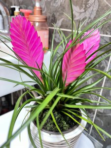 紫花凤梨一年开几次花 紫花凤梨一年开花频率
紫花凤梨开花次数