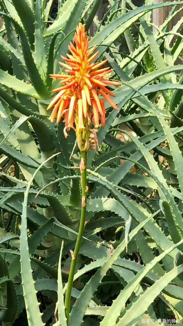 木立芦荟开花吗