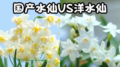 水仙花花期几天 水仙花开多久？