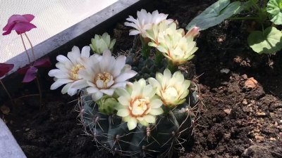 仙人掌几月开花几月结果 仙人掌何时开花何时结果？