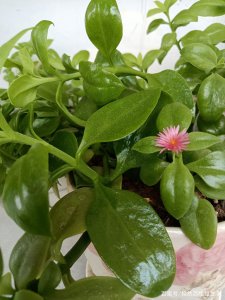 田七开花吗 田七是否能开花？