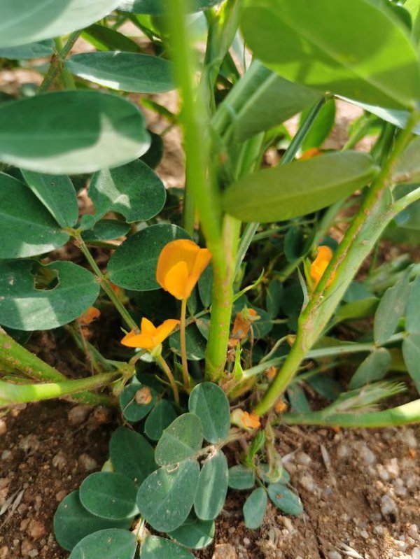 花生什么时候开花