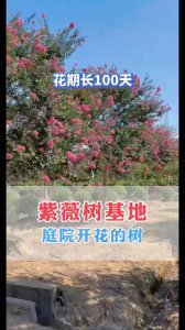 紫薇树什么时候开花 紫薇树花期是什么时候？