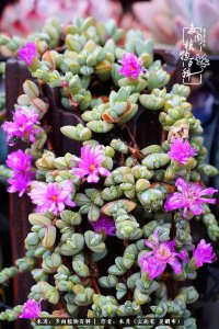 碧玉花开花吗 碧玉开花吗？