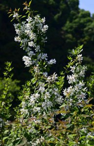 白梅什么时候开花 何时是白梅开花期？
白梅何时盛开？
