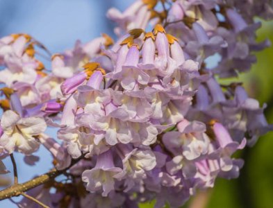 泡桐树什么时候开花 泡桐树何时开花？