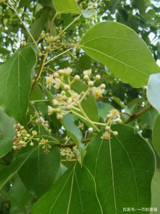 樟树什么时候开花 樟树何时开花？