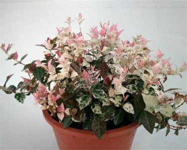 花叶络石开花吗 花叶络石是否开花？