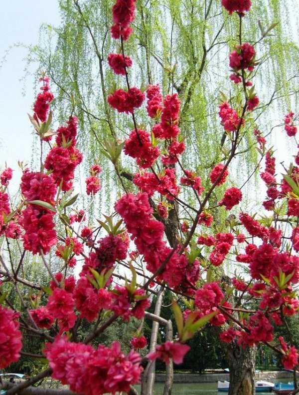 碧桃什么时候开花