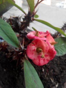 麒麟开花吗 麒麟是否开花？
麒麟会开花吗？