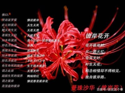 棣棠花花语和寓意 棣棠花的花语和象征意义