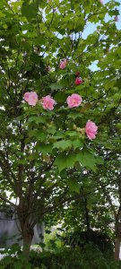 芙蓉树什么时候开花 芙蓉树何时开花？