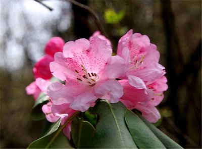 高山杜鹃什么时候开花 高山杜鹃的花期是什么时间？